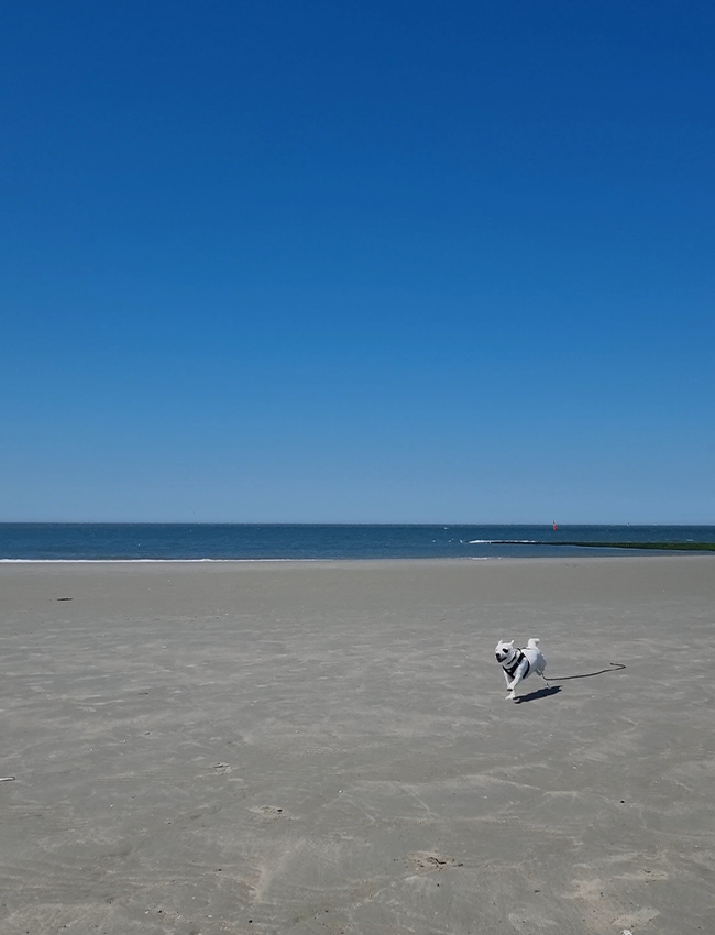 Hund am Strand von Norderney